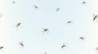 World Mosquito Day image