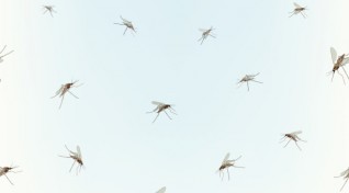 World Mosquito Day image