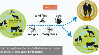Image of VectorNet vecor-borne disease infographic