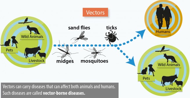 Image of VectorNet vecor-borne disease infographic
