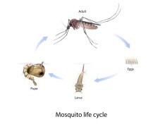 Image of the mosquito life cycle.