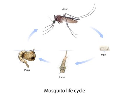 Study: Modeling the impact of climate change on dengue · Break Dengue