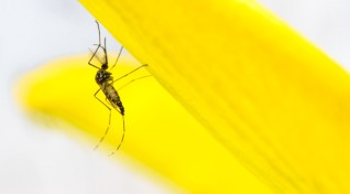 image of thet Aedes aegypti mosquito on yellow flower