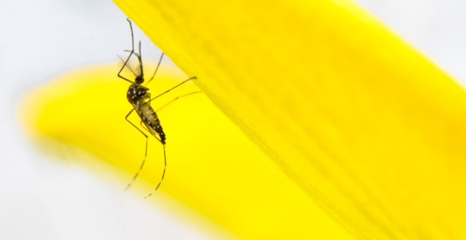 image of thet Aedes aegypti mosquito on yellow flower