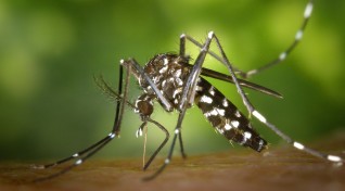 image of dengue mosquito, Aedes aegypti