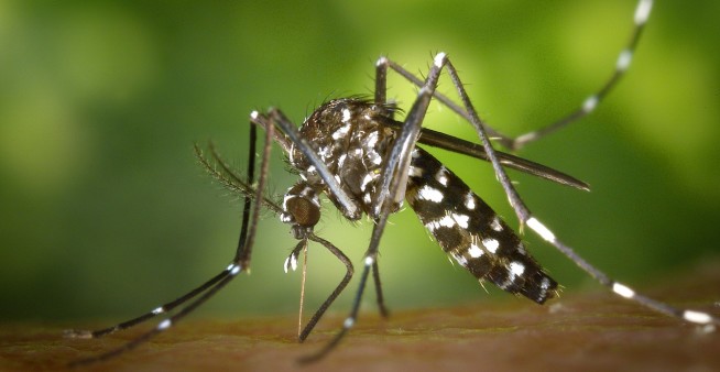 image of dengue mosquito, Aedes aegypti