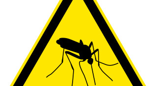 dengue mosquito warning sign.