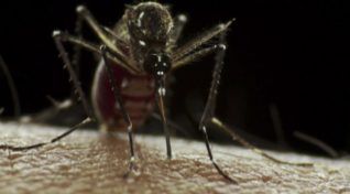Image of Aedes mosquito bites a human.