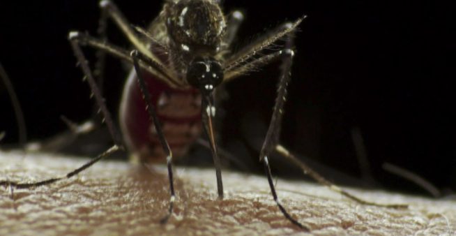 Image of Aedes mosquito bites a human.