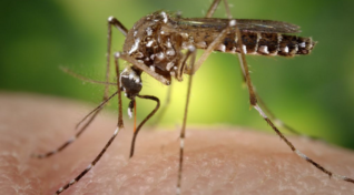 Image of the Aedes moqsuito. Public health organizations are uniting to stop the disease it spreads.