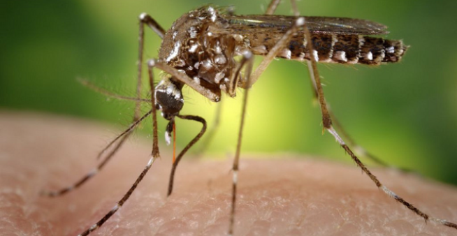 Image of the Aedes moqsuito. Public health organizations are uniting to stop the disease it spreads.