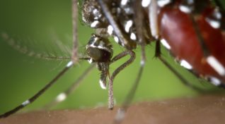 Image of an Aedes mosquitoes.