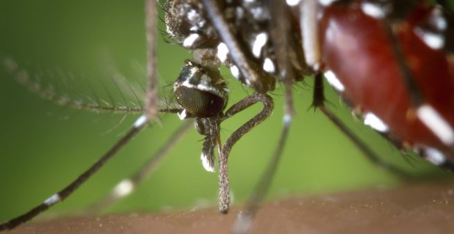 Image of an Aedes mosquitoes.