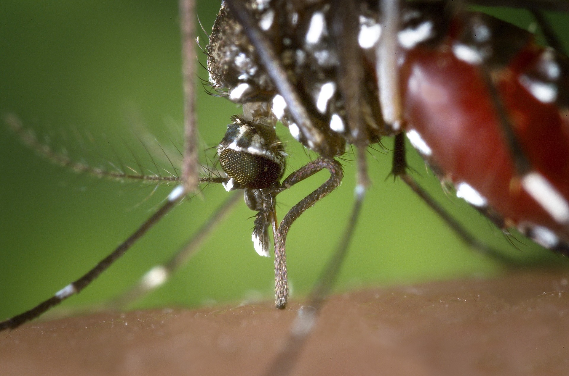 Image of Aedes mosquito. More Aedes mosquitoes calls for new dengue treatments.
