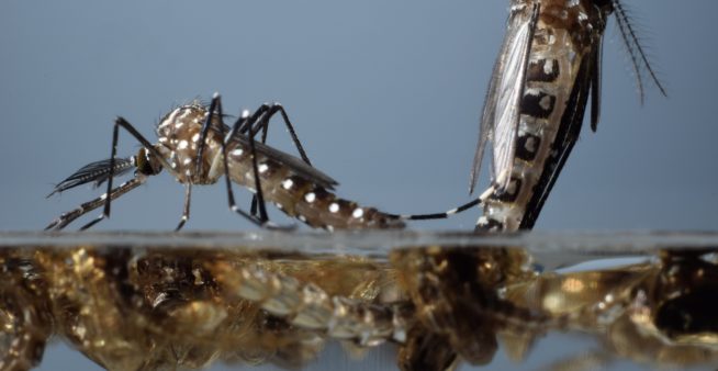 Image of oxitec's mosquito pupae emerging.