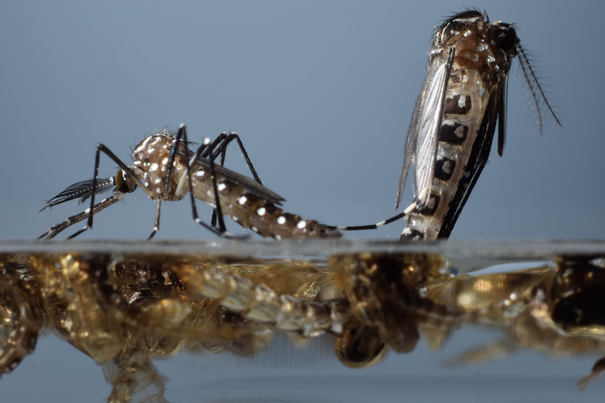 Image of oxitec's mosquito pupae emerging.