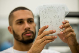 Image of an Oxitec researcher inspects mosquitoes.