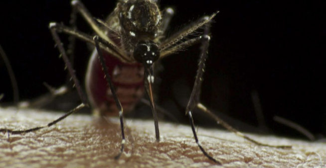 Image of a mosquito about to meet modern mosquitoes vector control technology..