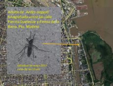 Dengue outbreaks in Argentina: image showing Aedes mosquitoes still active in the capital in May 2017