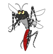 Image of the dengue vector, Aedes aegypti mosquito.