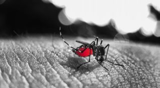 Marathon against dengue featured image showing Aedes mosquito feeding on a human arm.