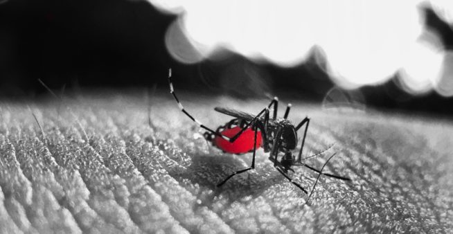 Marathon against dengue featured image showing Aedes mosquito feeding on a human arm.