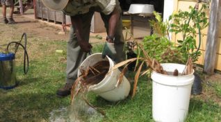 Image showing dengue prevention in Cairns, Australia.