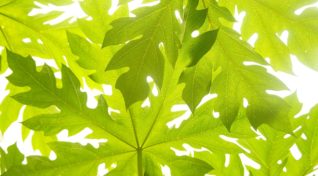 Image of one of the more popular 'dengue home remedies' papaya leaves.