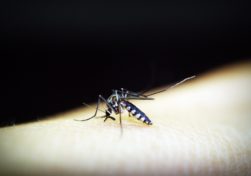 Image of a dengue mosquito.