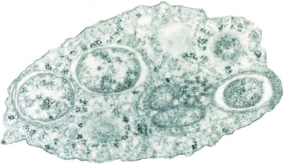 Image of the bacteria used to fight dengue in the Wolbachia infected mosquitoes.