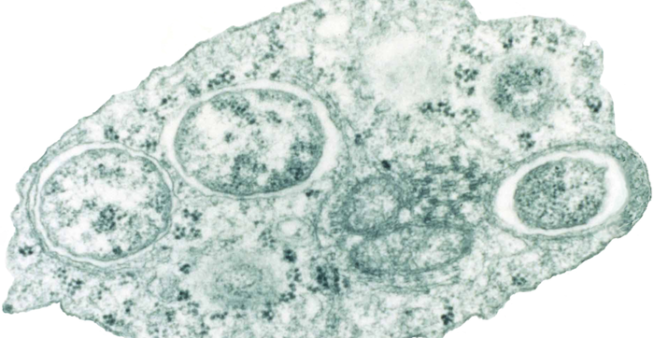 Image of the bacteria used to fight dengue in the Wolbachia-infected mosquitoes.