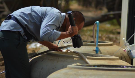 A scientist inspects guppies in water tanks being used to control mosquito larvae.