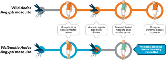 Chart showing how Wolbachia-infected mosquitoes reduce the spread of dengue. 