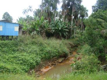 Image: mosquito breeding grounds, Acre, Brazil.