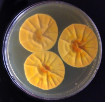 Image of the bottom of the Talaromyces fungus.