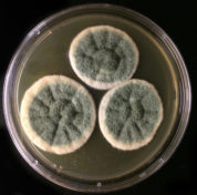 Image of the top of the Talaromyces fungus.
