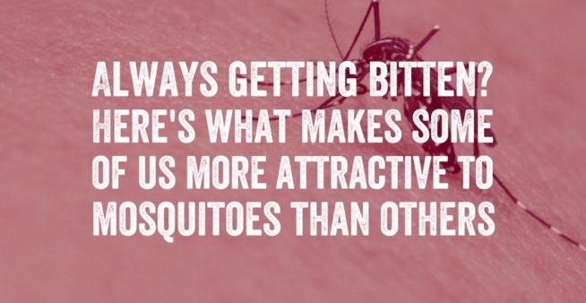 Image of mosquito biting a person with text reading, 'Always getting bitten? Here's makes some of us more attractive to mosquitoes than others'