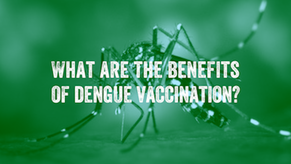 Image of an Aedes mosquito covered by a text reading 'What are the benefits of dengue vaccination?'