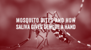 Image of an Aedes mosquito with text reading, "Mosquito bites and how saliva gives dengue a hand".