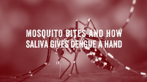 Image of an Aedes mosquito with text reading, "Mosquito bites and how saliva gives dengue a hand".