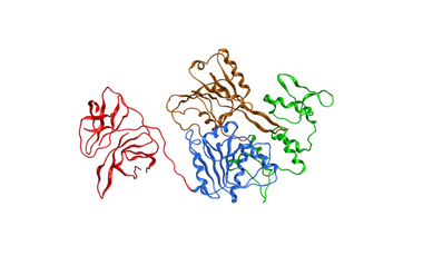Image of the DENV NS3 protein.
