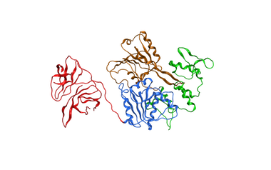 Image of the DENV NS3 protein. Image of the DENV NS3 protein.